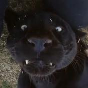 CRAZY PANTHER 1 DELUXE