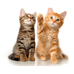 Listen to KATZ Radio in the App