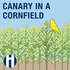 undefined Canary In A Cornfield