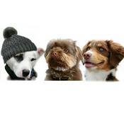 Podcast All Things Dogs