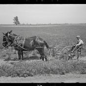 Podcast Behind the Mules