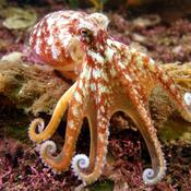 Podcast P1_TheOctopus🐙 | Secrets of the Octopus 🌊✨ 🦑 Are they aliens from another world🌎🔬