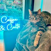 Podcast Coffee & Cults: Everything You Don't Know About Hollywood
