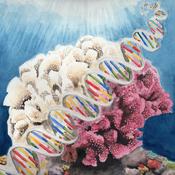 Podcast Coral Currents Podcast