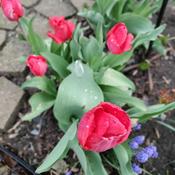 Podcast Landscaping And Gardening Tips & Tricks