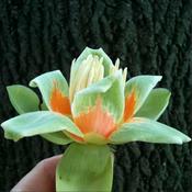 Podcast Grow Like Wild!