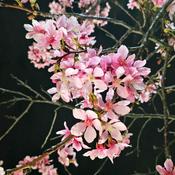 Podcast 花在刀口上