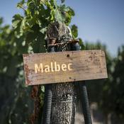 Podcast Let's Talk Malbecs