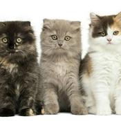 Podcast Meow And Chow