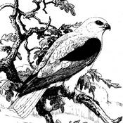 Podcast Ohlone Audubon