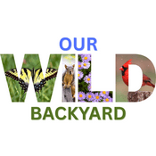 Podcast Our Wild Backyard