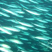 Podcast Tá makrelurin broytti Føroyar