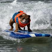 Podcast The Animal Did WHAT?!