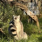 Podcast The Hill and Beyond: Safari West Zoological Society