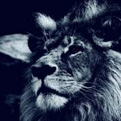 Podcast The Lions Den