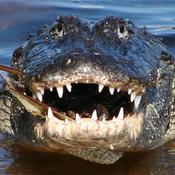 Podcast Mountain Gators