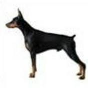 Podcast The Watchdog Report