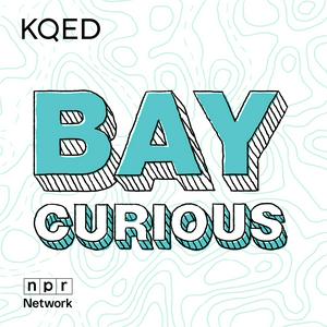 Bay Curious