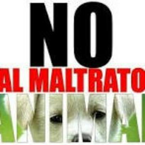 No Al Maltrato Animal